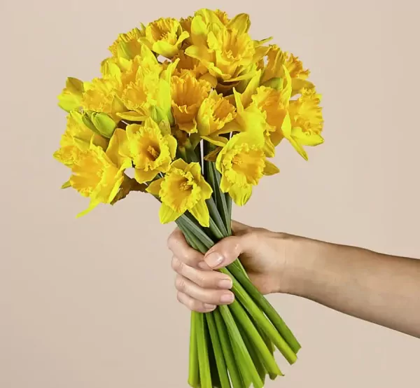 Daffodils - Daffodils